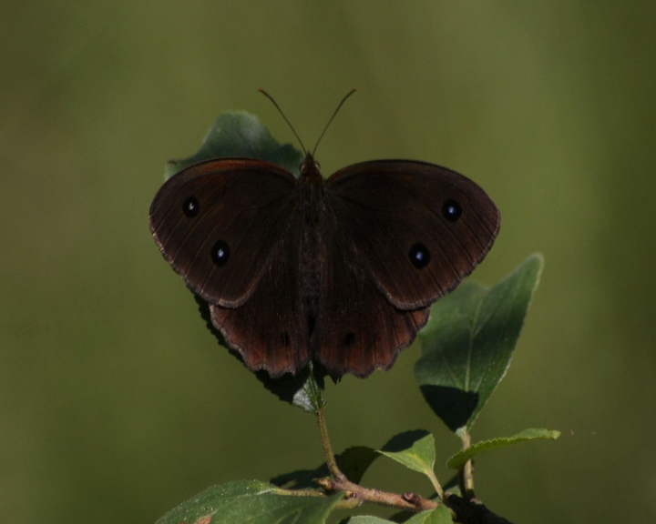 Nymphalidae